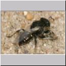 Oxybelus bipunctatus - Fliegenspiesswespe w29 5mm - Sandgrube Niedringhaussee.jpg